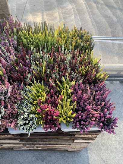 Futura Flower Canders & Germes GmbH