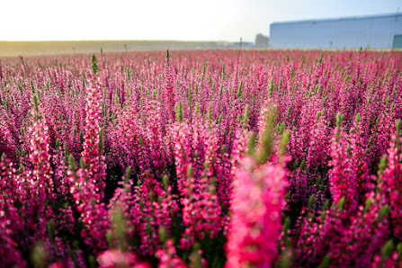 Gartenbau G&G Ripkens GbR