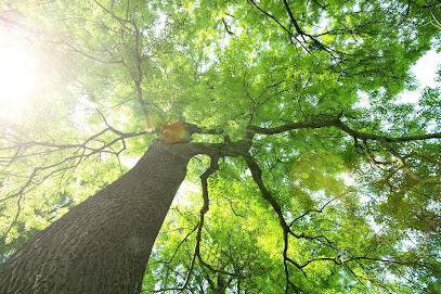 WESTHOFF Grünpflege GmbH