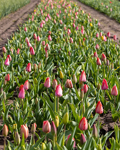 Beckmanns Blumen