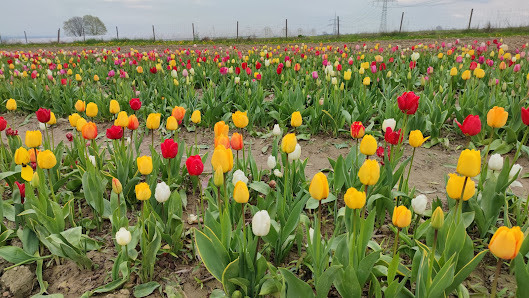 Blumen selber schneiden, Standort Fröndenberg/Ruhr, Ferdinands Blumenparadies