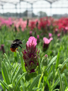 Gartenbau Potthinck