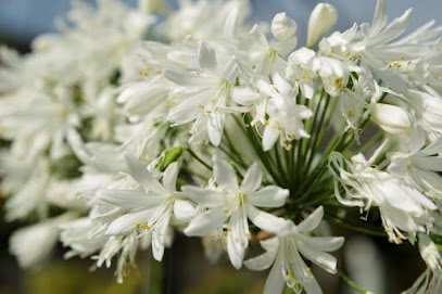 Blumengeschäft