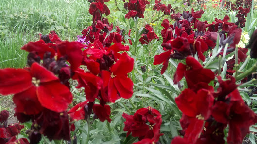 Garten-Art