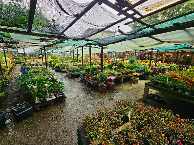 Blumen- & Pflanzenladen