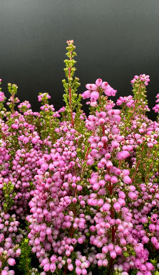 Küppers Gartenbau