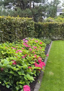 SCHMIDT Garten und Landschaftsbau Meisterbetrieb (ehemals Dirk Schmidt )