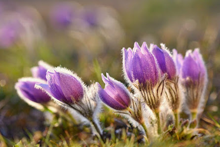 eingartentraum Gartengestaltung, Gartenpflege und Grabpflege