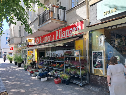 Blumen & Pflanzen