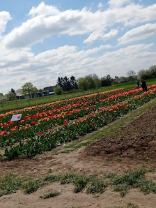 Blumen selber schneiden