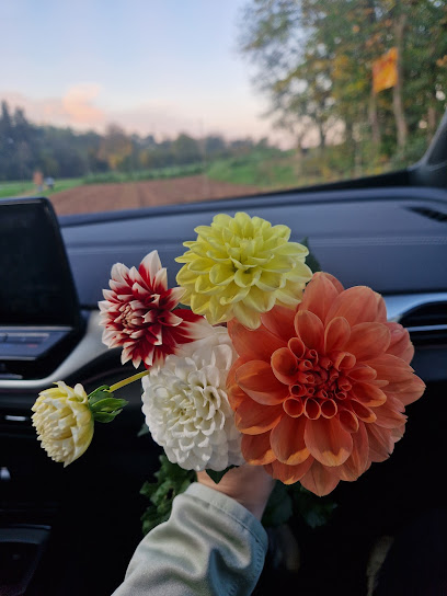 Blumen Pflücken