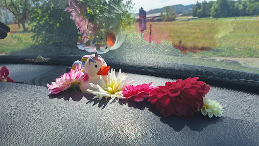 Blumen Pflücken