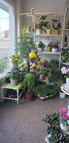 Loose u. Niering GbR - Blumenreigen -