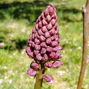 Wehner'sche Orchideenwiese