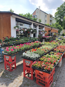 Blumen Kim