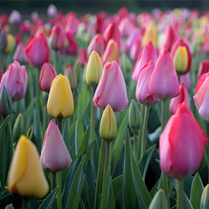 Blumen selbst schneiden / blumen_by_berges