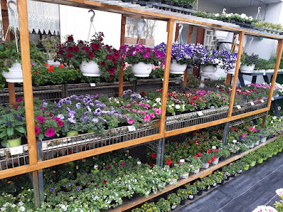 Blumen Akgün