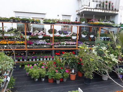 Blumen Akgün