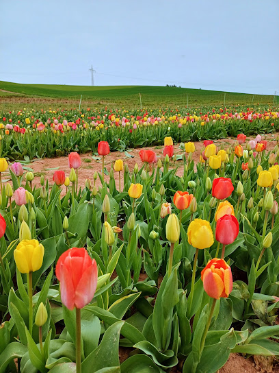 Blumenmarkt in Katzweiler