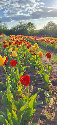 Blumen selber schneiden