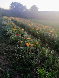 Blumen selber schneiden