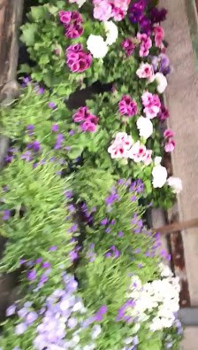 Blumenladen P & A Grünpflanzen undTrockenfloristik