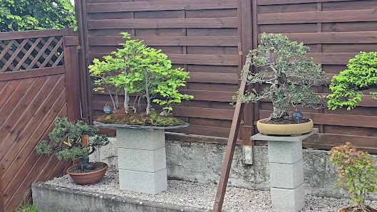 Bonsai-Garten-Müller
