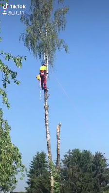 Baumfällung Klein