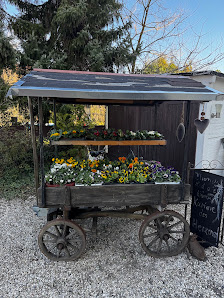 Blumen und Floristik König
