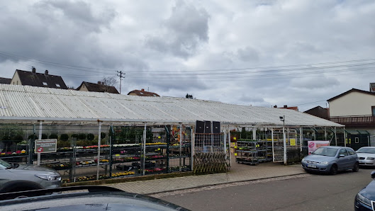 Blumen Dohrmann GmbH