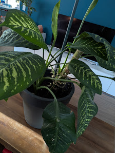 floralogisch GmbH