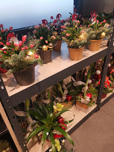 florizz - Blumen