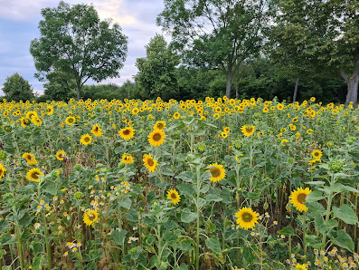 Blumen selbst schneiden