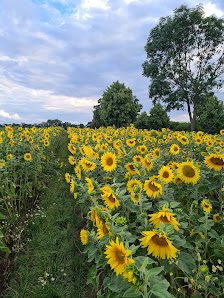 Blumen selbst schneiden