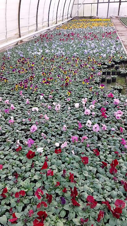 Gartenbau Brodkorb Inh. Steffen Hahn