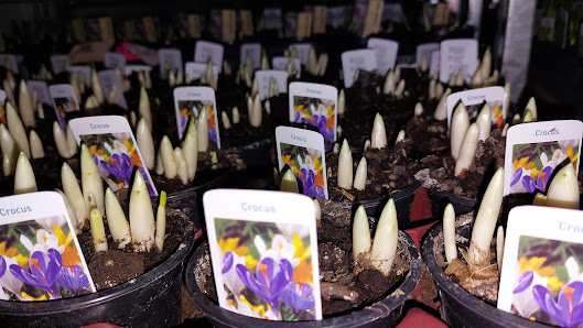 Gartenbau Brodkorb Inh. Steffen Hahn