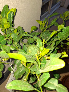 Blumen Senf® Dahlen