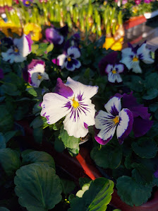 Simones Landgartenmarkt