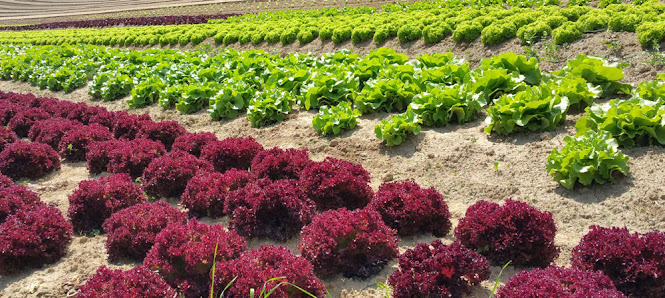 Gartenbau Fröhlich