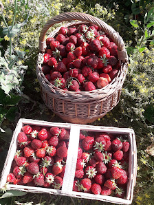 Gartenbau Fröhlich