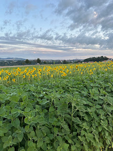 Sonnenblumen Pflücken zur Erntezeit
