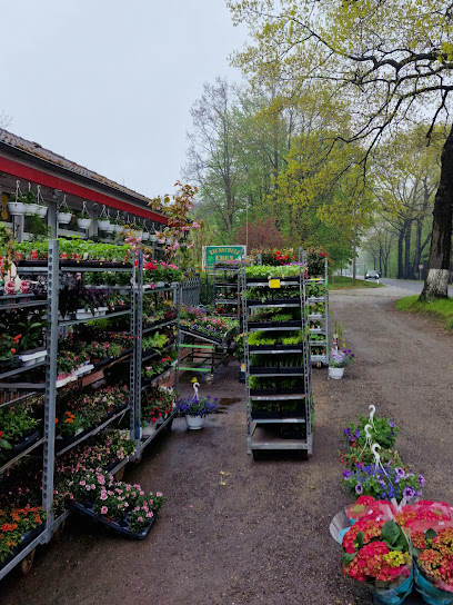 Blumen Uwe Schicht