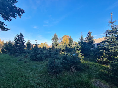 Weihnachtsbaum-Gärtnerei Wittich