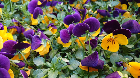 Blumen Am Markt