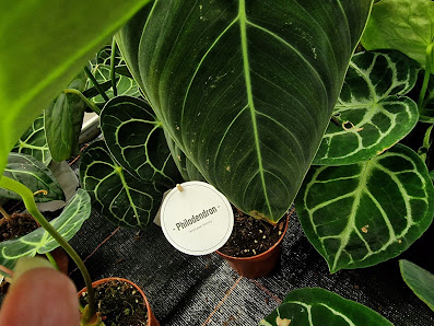 Pflanzen-Kölle Gartencenter GmbH & Co. KG Nürnberg