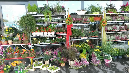 Blumeninsel Inh. Jolanta Lochner Floristenfachgeschäft
