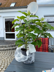 Baumschule u. Gartenmarkt Franke