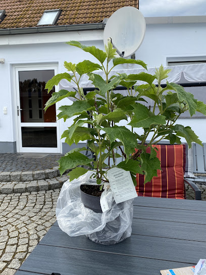 Baumschule