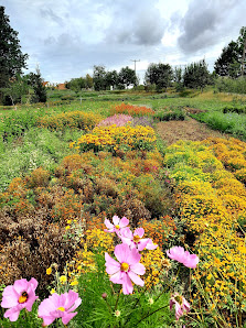 Blankensteiner Blumen