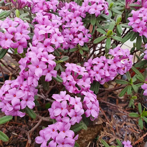 Alpine Staudengärtnerei